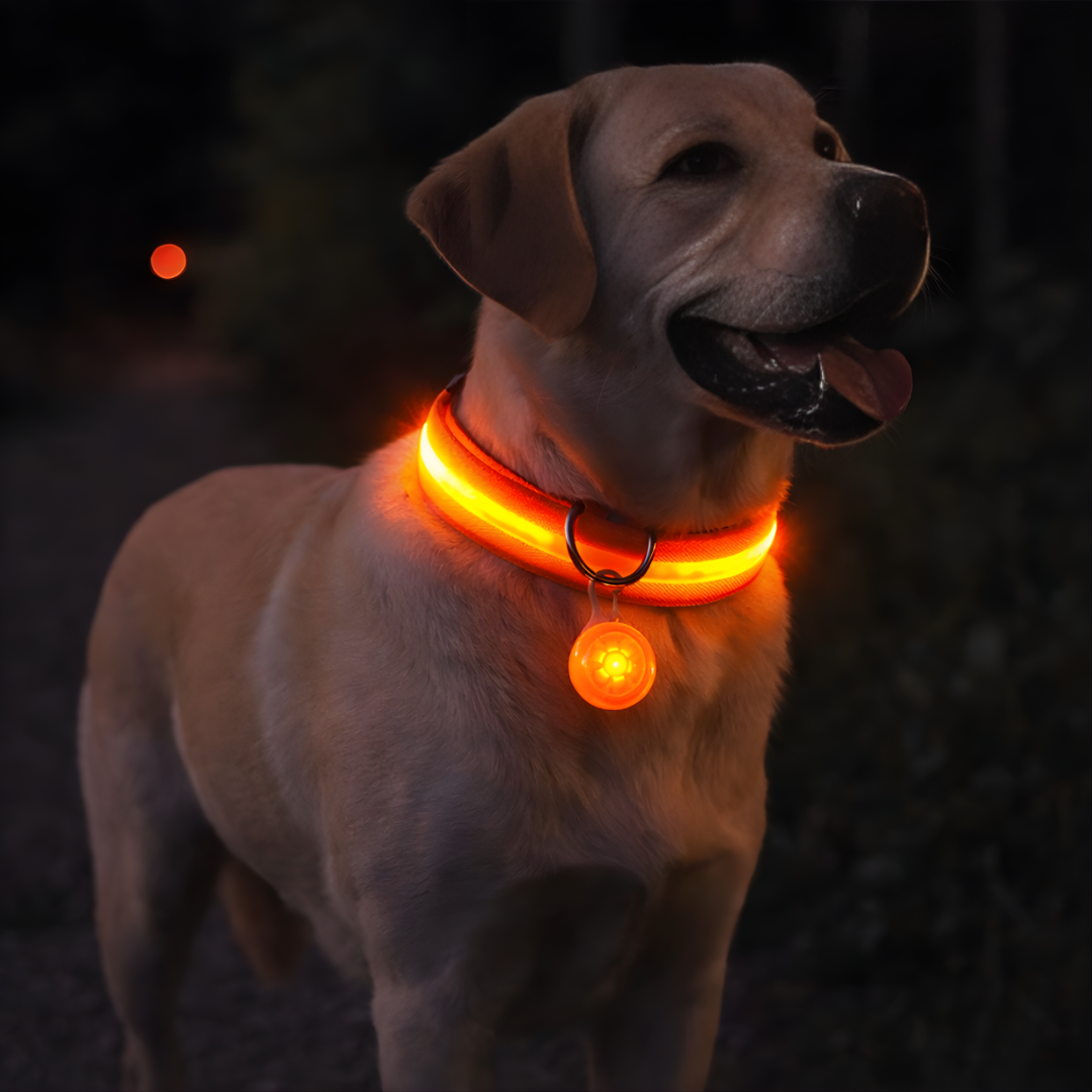 Usb Rechargeable Ultra-Bright Led Dog Collar For Night Safety And Visibility