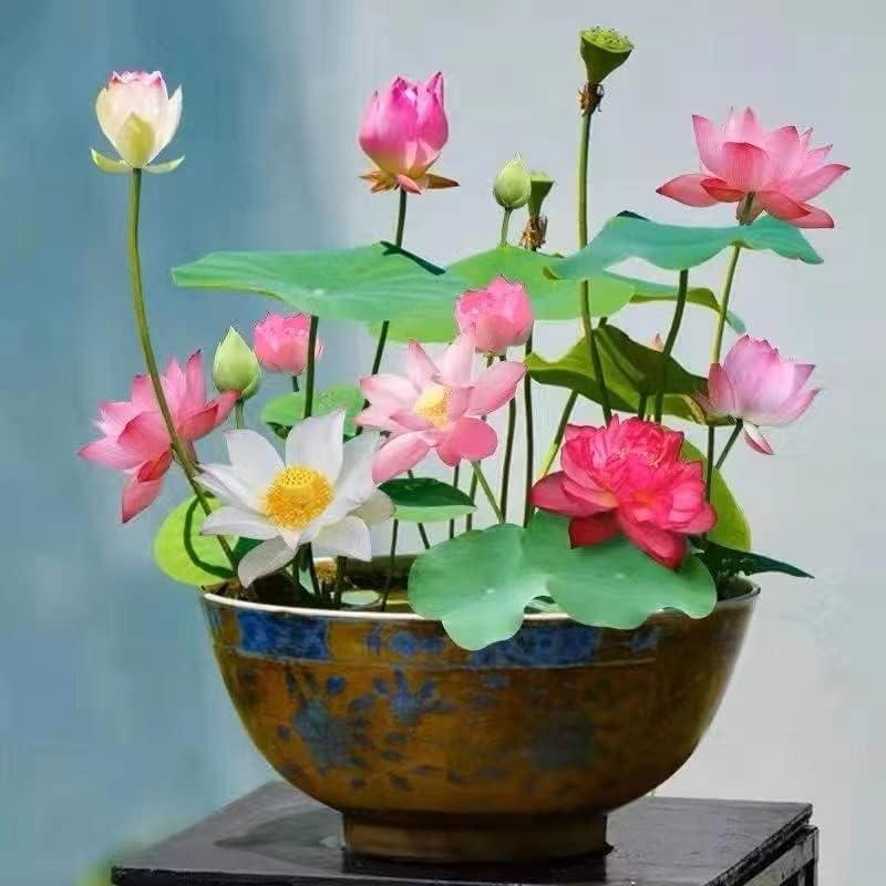 AquaGarden | Vibrant Premium Bonsai Lotus Seeds for Stunning Water Features