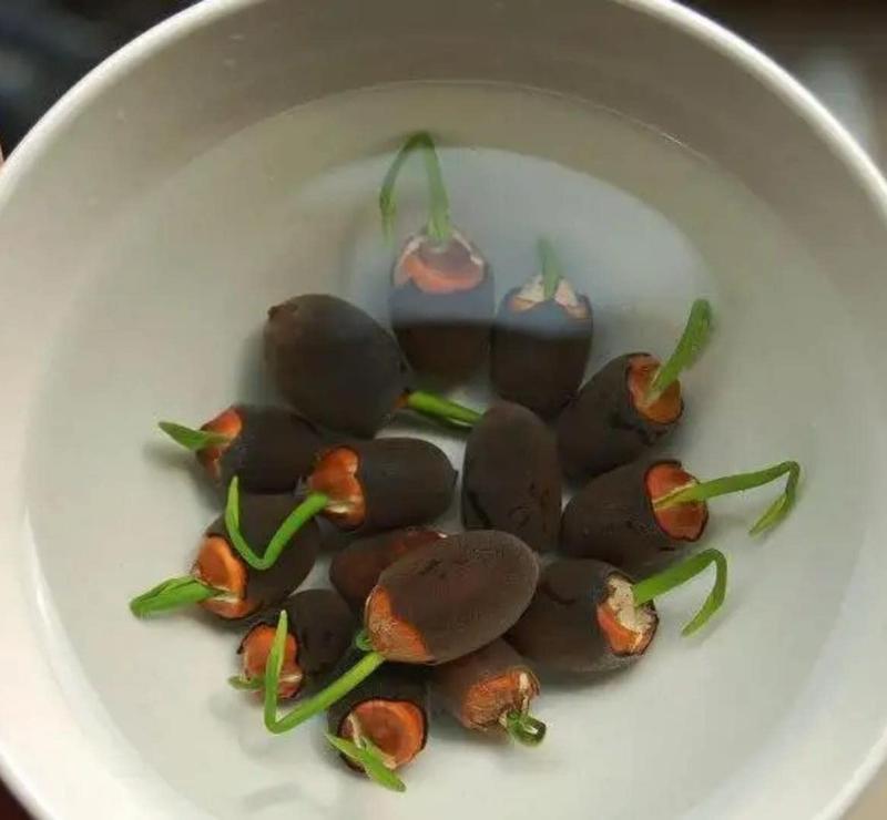 AquaGarden | Vibrant Premium Bonsai Lotus Seeds for Stunning Water Features