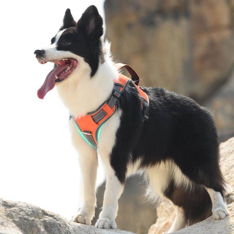 Multifunctional Explosion-Proof Anti-Pull Dog Harness For Medium To Large Dogs
