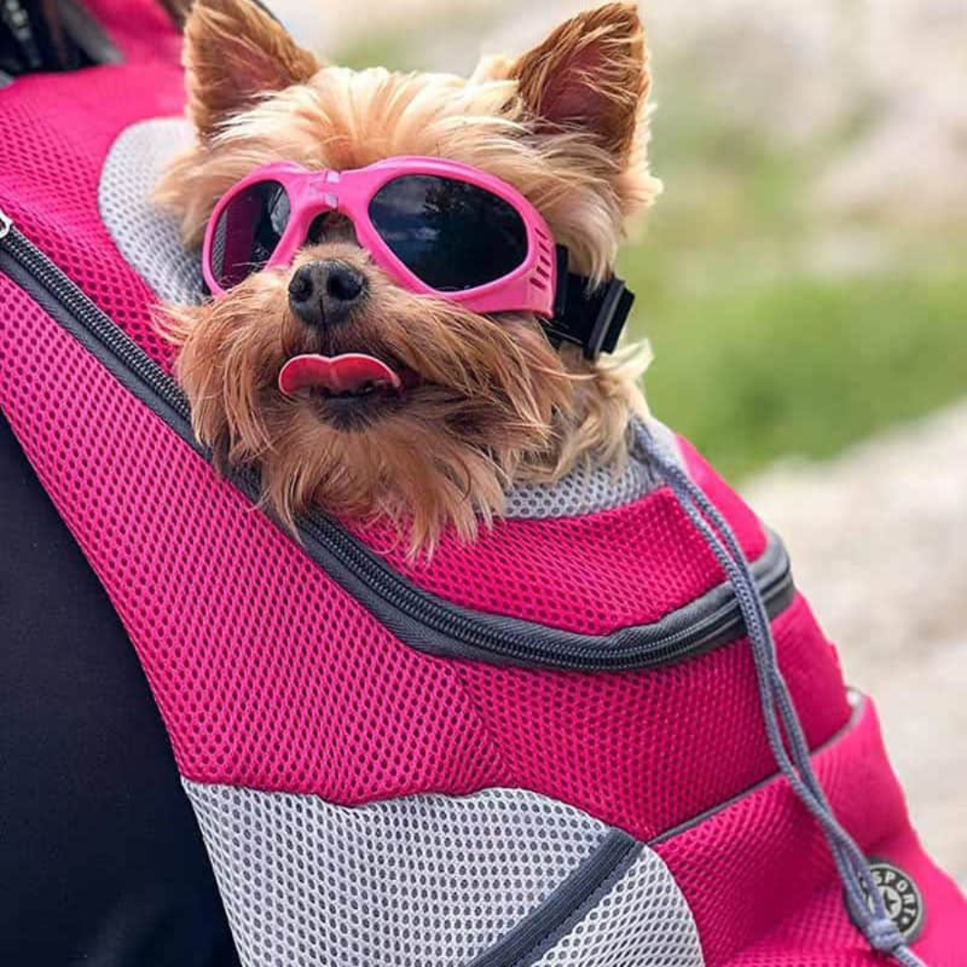 Pet Travel Backpack With Breathable Mesh And Padded Adjustable Straps For Comfort