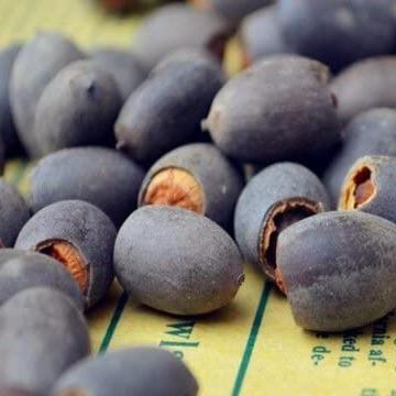 AquaGarden | Vibrant Premium Bonsai Lotus Seeds for Stunning Water Features