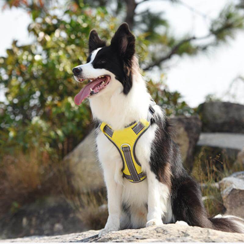 Multifunctional Explosion-Proof Anti-Pull Dog Harness For Medium To Large Dogs