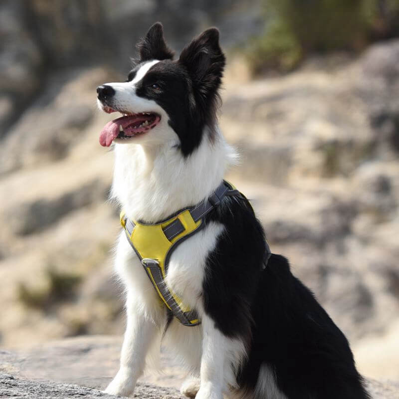 Multifunctional Explosion-Proof Anti-Pull Dog Harness For Medium To Large Dogs